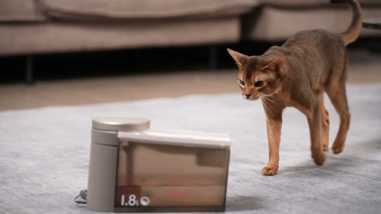 Flow Pet Water Fountain from Voocoo