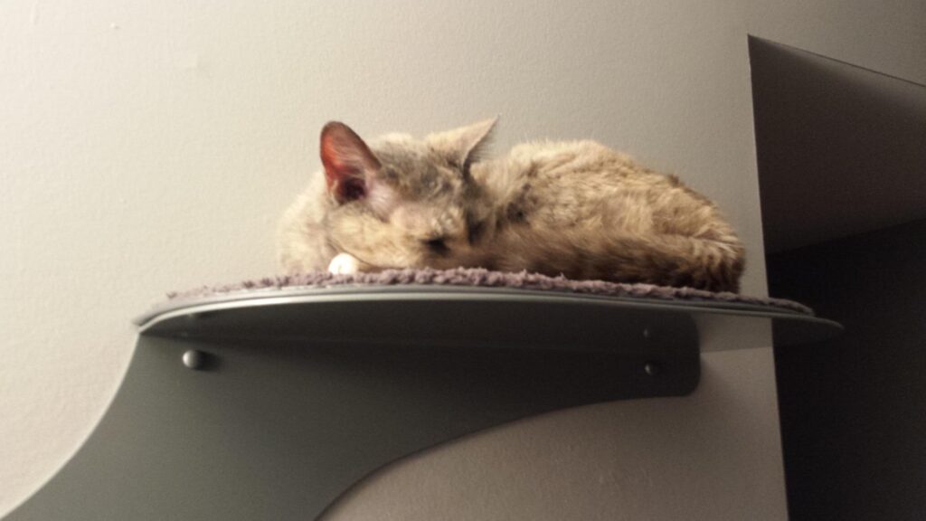 Image #1 from Amazon Customer