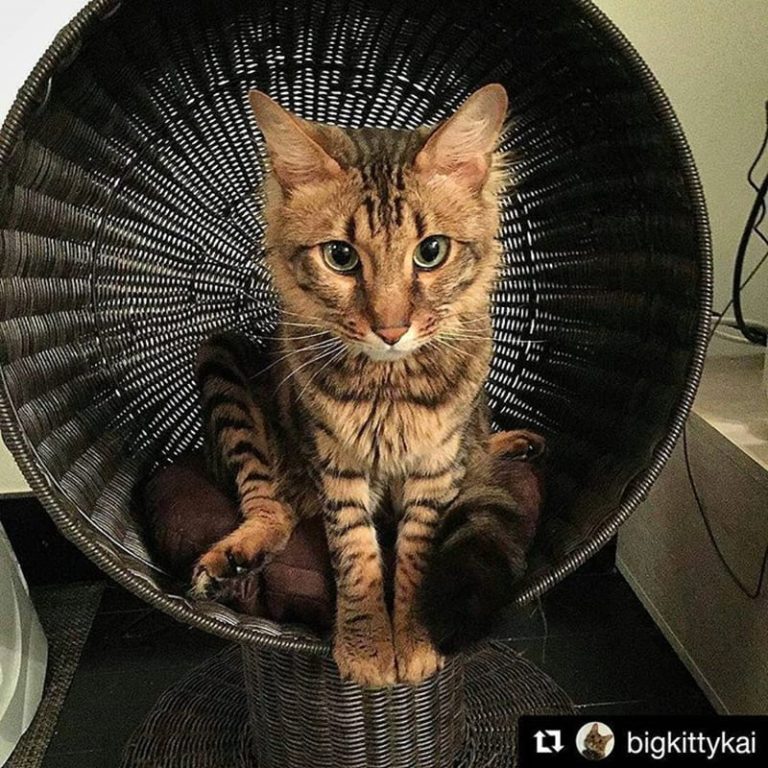 Kitty Ball Cat Bed Raised Cat Bed, Scratchproof The Refined Feline