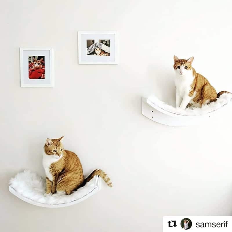 Lotus Leaf Cat Shelf White