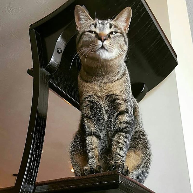 Lotus Cat Tower Espresso