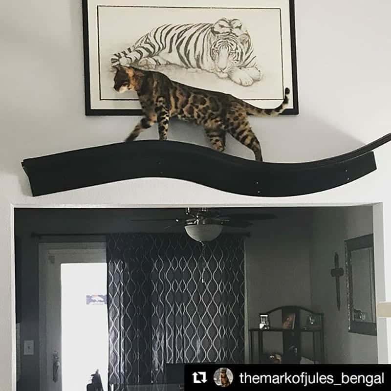 Lotus Branch Cat Shelf Espresso