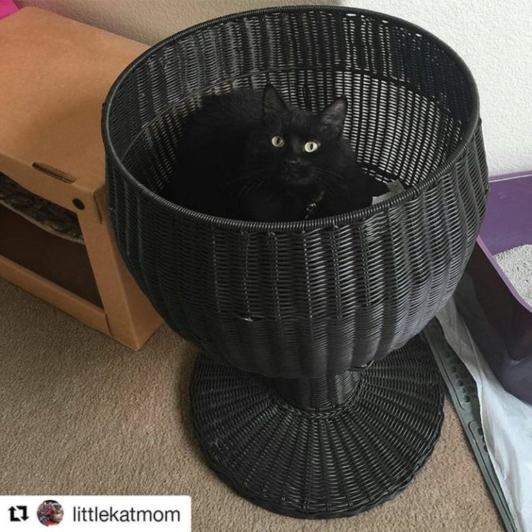 Kitty Ball Cat Bed Raised Cat Bed, Scratchproof The Refined Feline