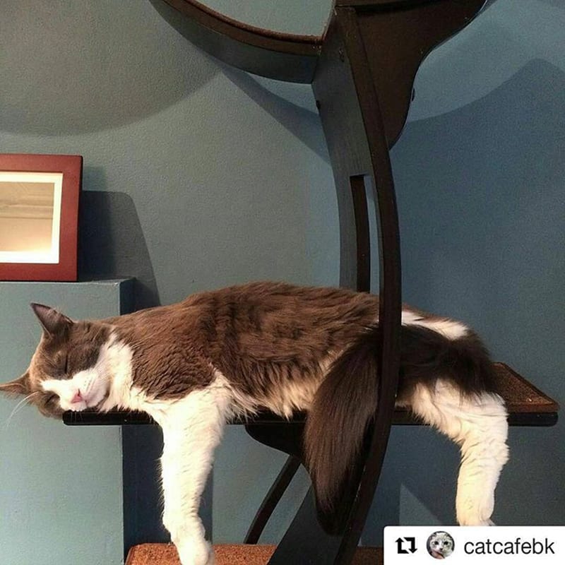 Lotus Cat Tower Espresso