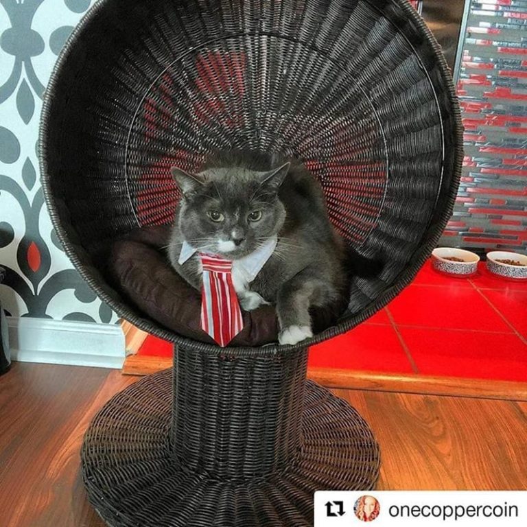 Kitty Ball Cat Bed Raised Cat Bed, Scratchproof The Refined Feline