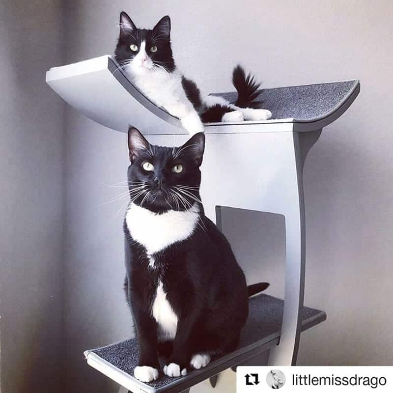 Lotus Cat Tower: A Zen Cat Tree of Modern Design | The Refined Feline