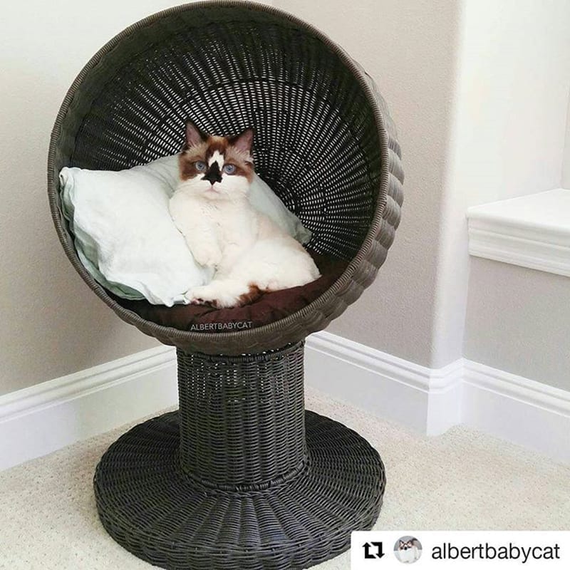 Kitty Ball Cat Bed Espresso