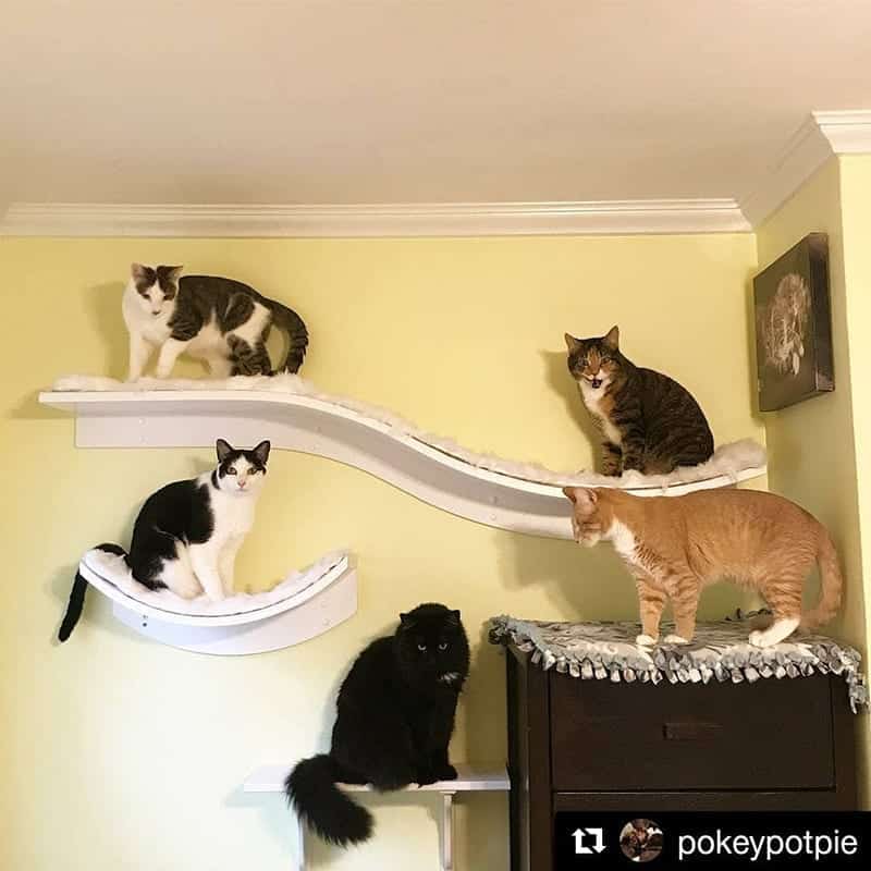 Five cats sit or stand on white Lotus Leaf and Lotus Branch cat shelves in a room with pale yellow walls.