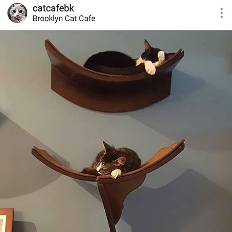 Lotus Leaf Cat Shelf Mahogany