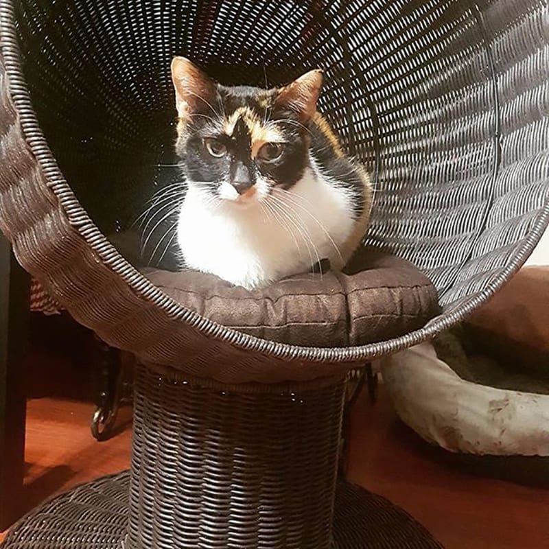 Kitty Ball Cat Bed Espresso