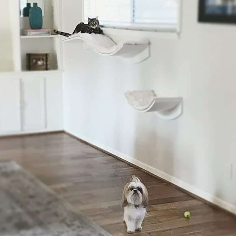 Cat rests on white wall-mounted shelves above a small dog on wooden floor, with a tennis ball next to the dog.
