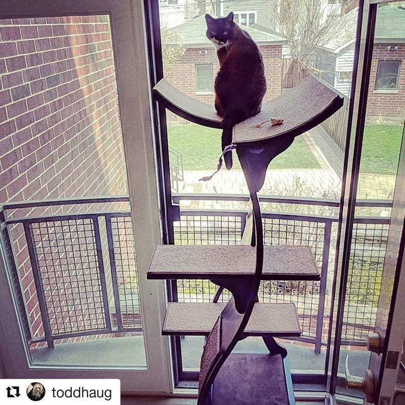 Lotus Cat Tower Espresso