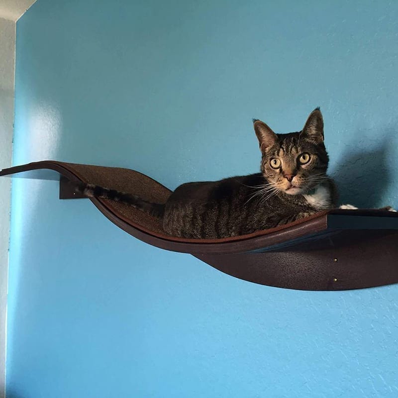 Tabby cat lying on curved, espresso-colored wall-mounted shelf with a blue wall in the background.