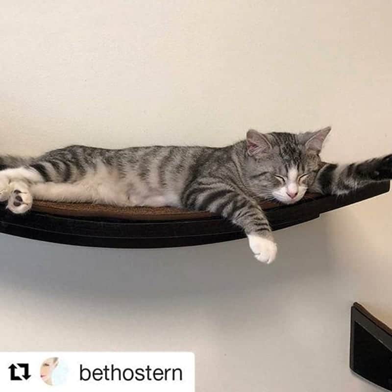 Gray tabby cat stretched out sleeping on the Lotus Branch Cat Shelf Espresso, a wall-mounted wooden cat hammock.