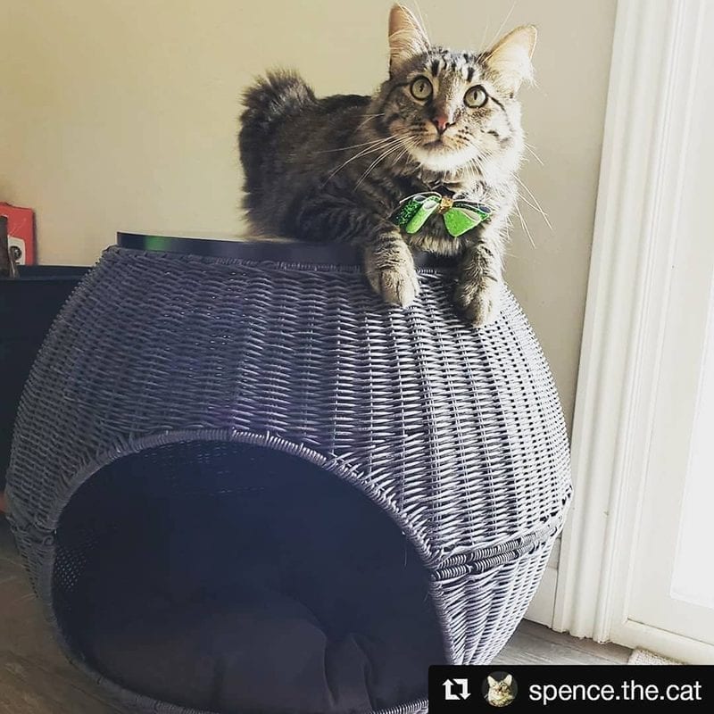 Cat Igloo The Igloo Cat Bed Deluxe Bed & Side Table The Refined Feline