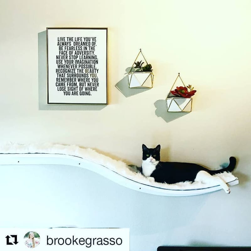 Black and white cat resting on a white wall-mounted shelf below a framed quote and two geometric succulent planters.