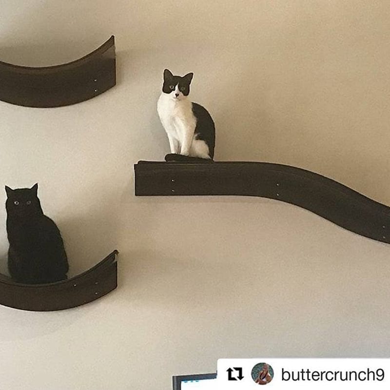 A black cat and a black-and-white cat rest separately on wall-mounted Lotus Branch shelves against a light wall.