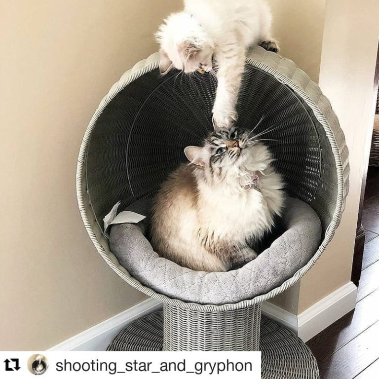 Kitty Ball Cat Bed Raised Cat Bed, Scratchproof The Refined Feline