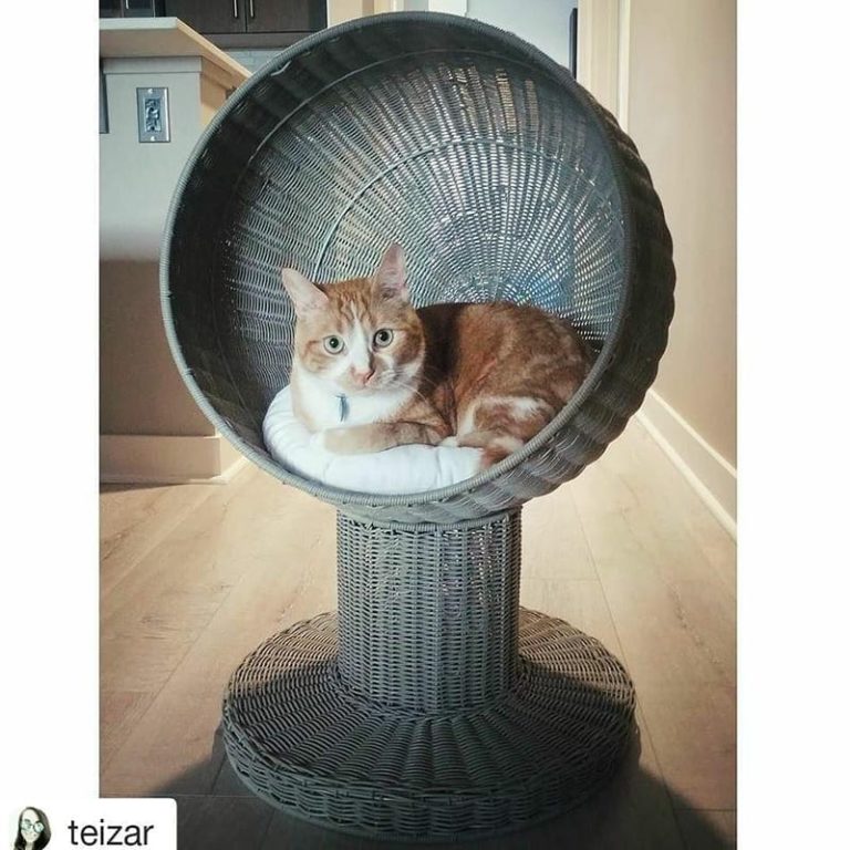 Kitty Ball Cat Bed Raised Cat Bed, Scratchproof The Refined Feline