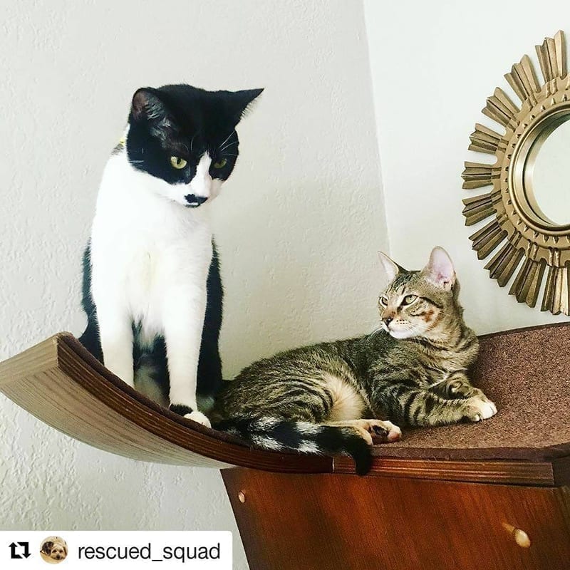 Lotus Cat Tower: A Zen Cat Tree of Modern Design | The Refined Feline