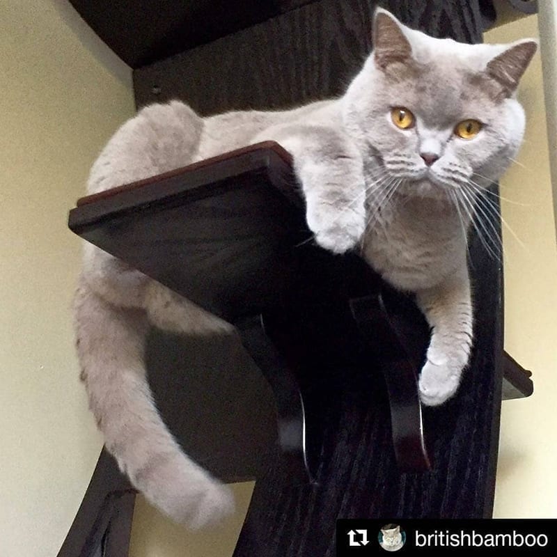 Lotus Cat Tower Espresso