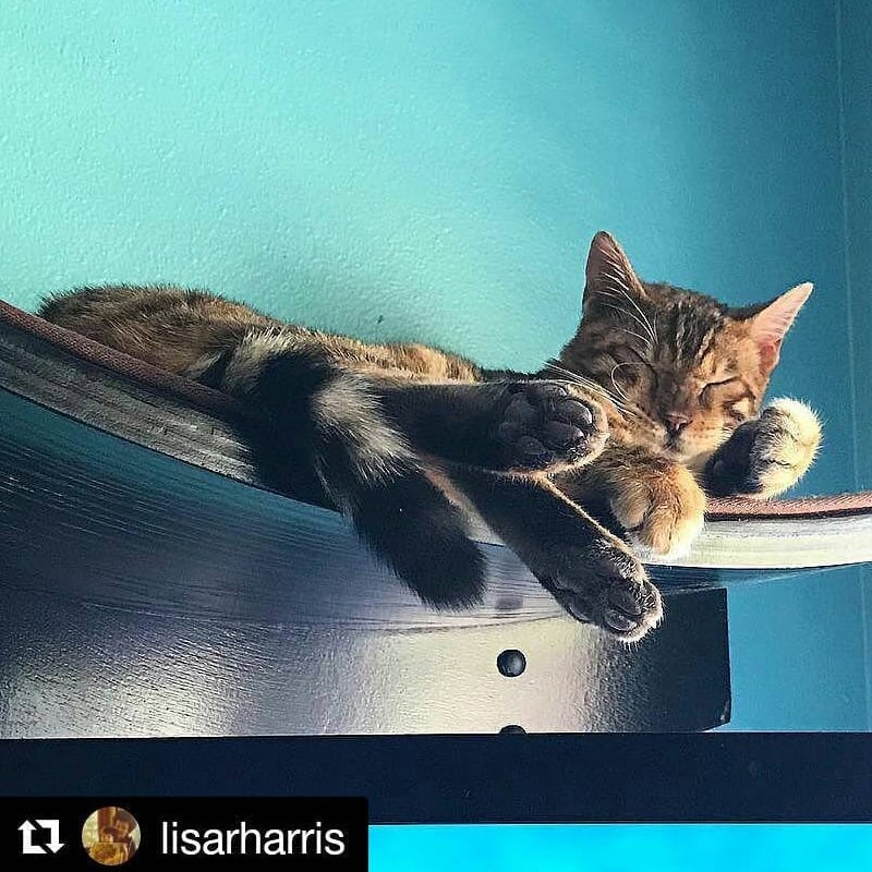 Tabby cat resting with eyes closed on a mahogany Lotus Branch Cat Shelf mounted to a blue wall, head on its paw.