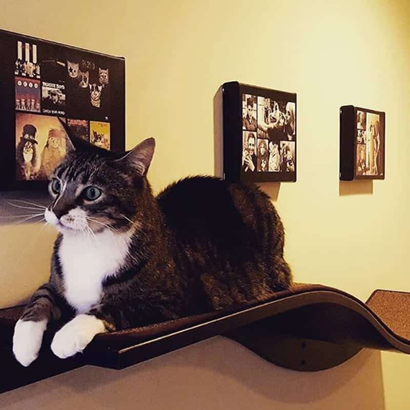 Lotus Branch Cat Shelf Mahogany