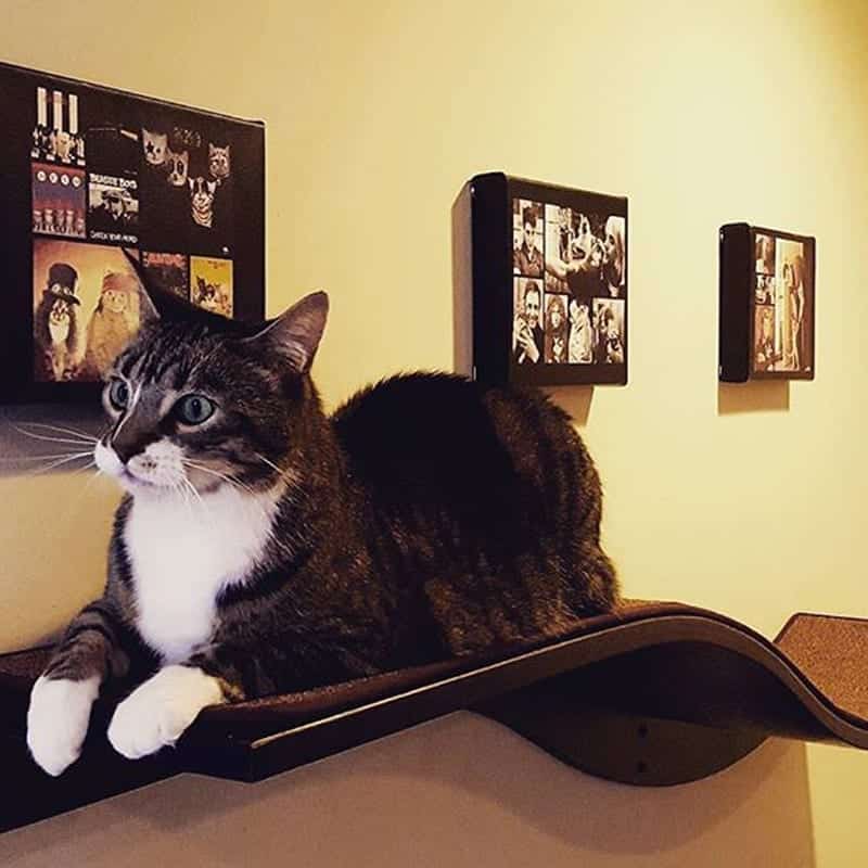 Tabby cat lounging on mahogany Lotus Branch Cat Shelf mounted to a beige wall with framed photos in the background.