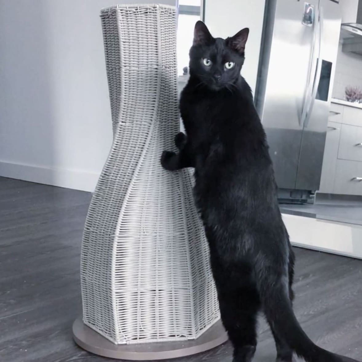 Tall Cat Scratching Post Calypso Modern Cat Scratcher The Refined Feline