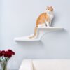 Cat Clouds Cat Shelf