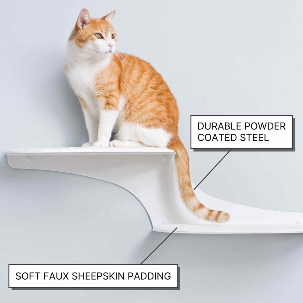 Cat cloud shelf 2025
