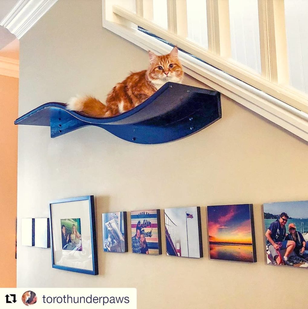 A ginger cat rests on a curved wall-mounted shelf above a staircase, with framed photos displayed on the wall below.