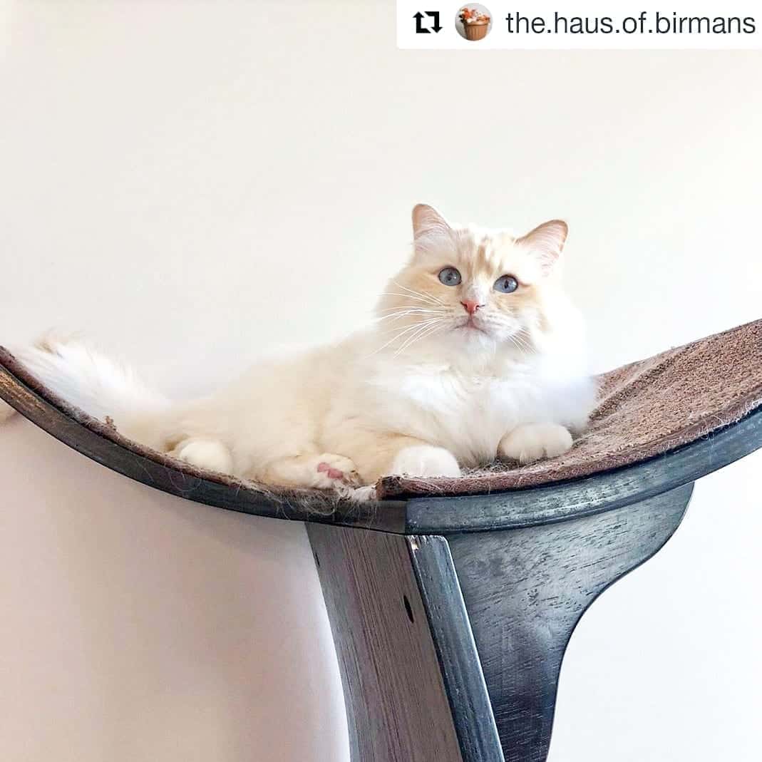 Lotus Cat Tower: A Zen Cat Tree of Modern Design | The Refined Feline