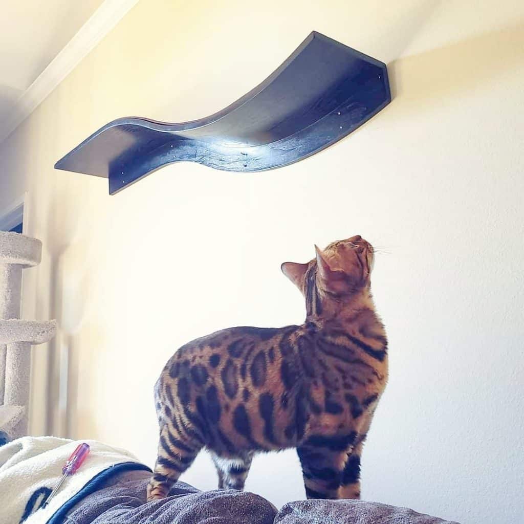 Bengal cat stands on a couch, looking up at a high-mounted Lotus Branch Cat Shelf Espresso on the wall.