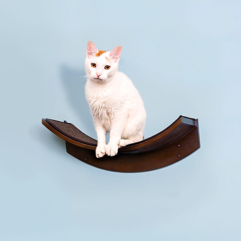 White cat with orange markings sitting on a mahogany wall shelf, against a light blue background.