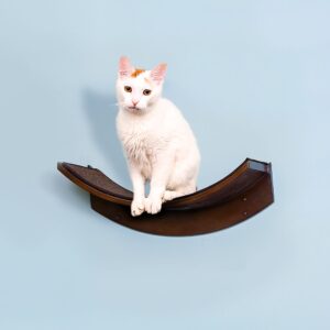 White cat with orange markings sitting on a mahogany wall shelf, against a light blue background.
