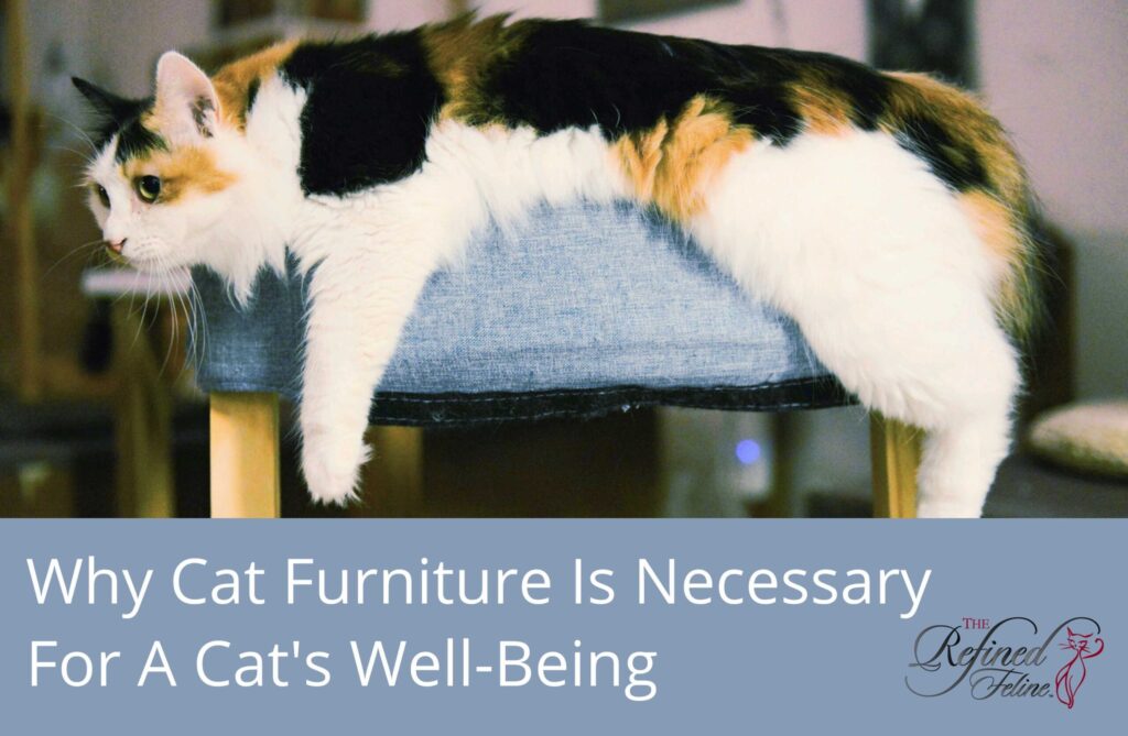 Cats Need Cat Furniture