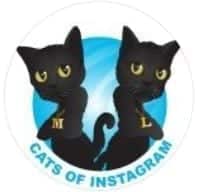 cats of instagram-1