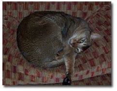 The Refined Feline cat: Kerpal