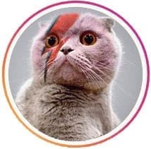 Cat Ziggy Stardust-nala-cat