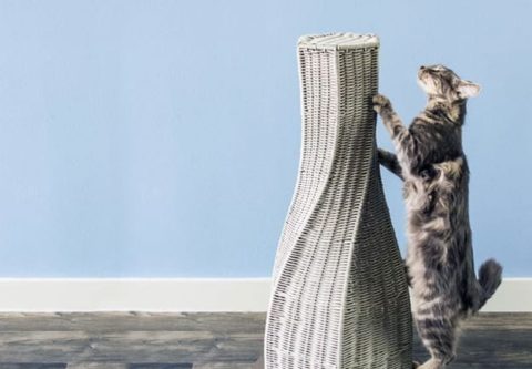Cat Scratching Posts