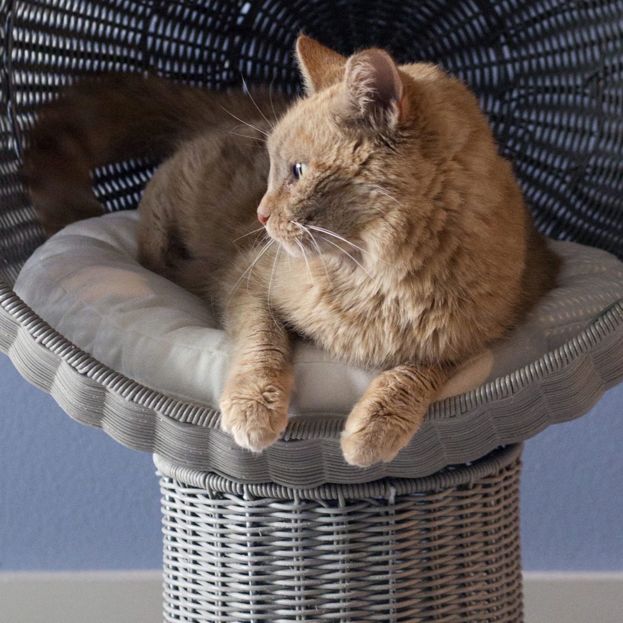 the refined feline kitty ball cat bed
