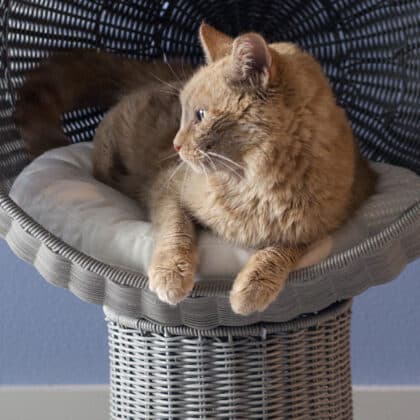 Ginger cat lounging on a cushioned wicker kitty-ball chair with soft cover, gazing left; light blue wall in background.