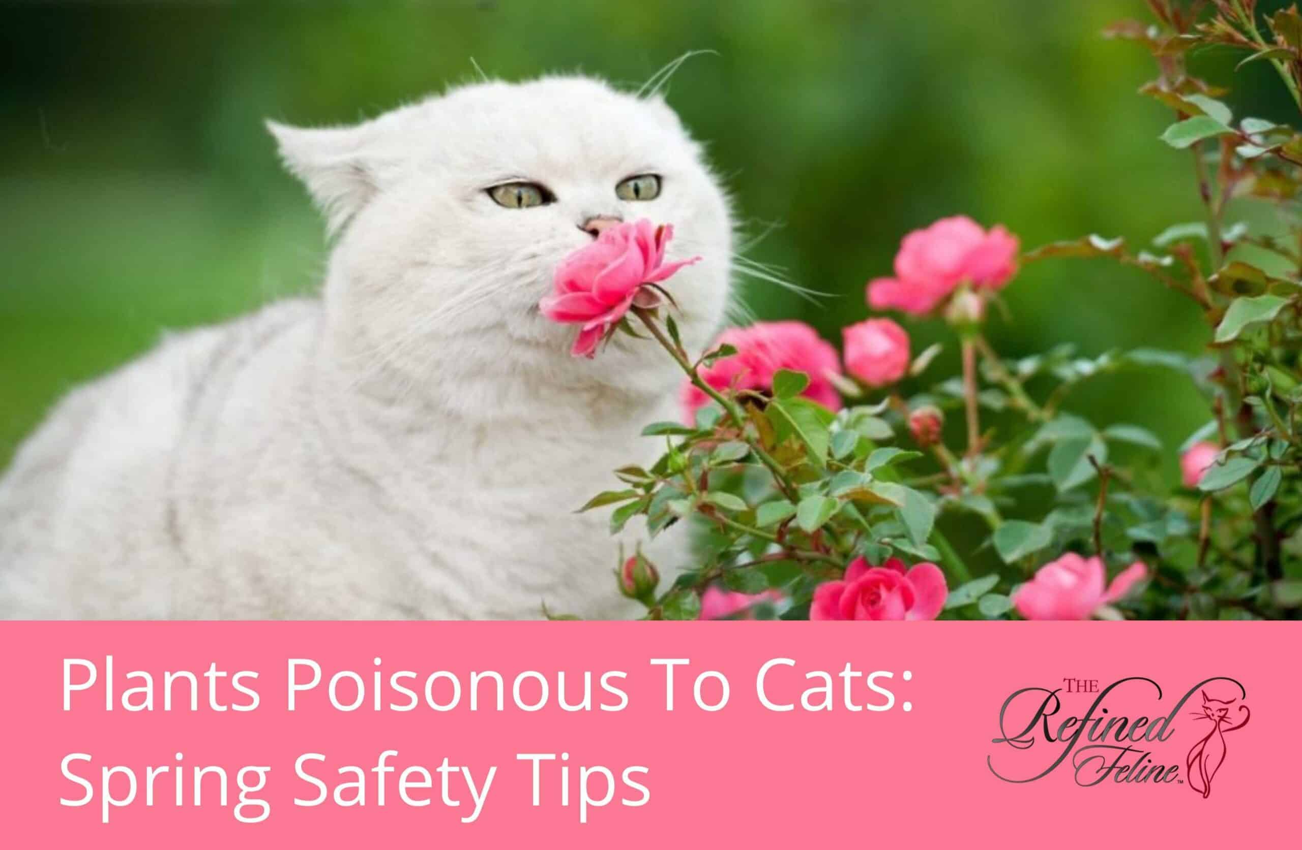 Plants Poisonous to Cats - Spring Safety Tips | The Refined Feline