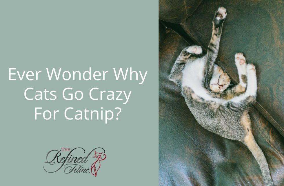 Why Cats Go Crazy for Catnip The Refined Feline