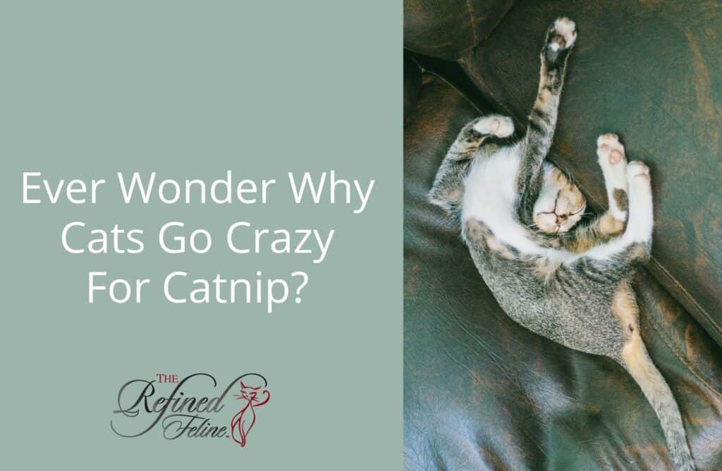 Ever Wonder Why Cats Go Crazy For Catnip