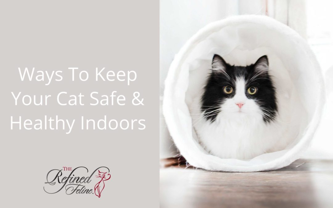 Ways To Keep Your Cat Safe and Healthy Indoors The Refined Feline