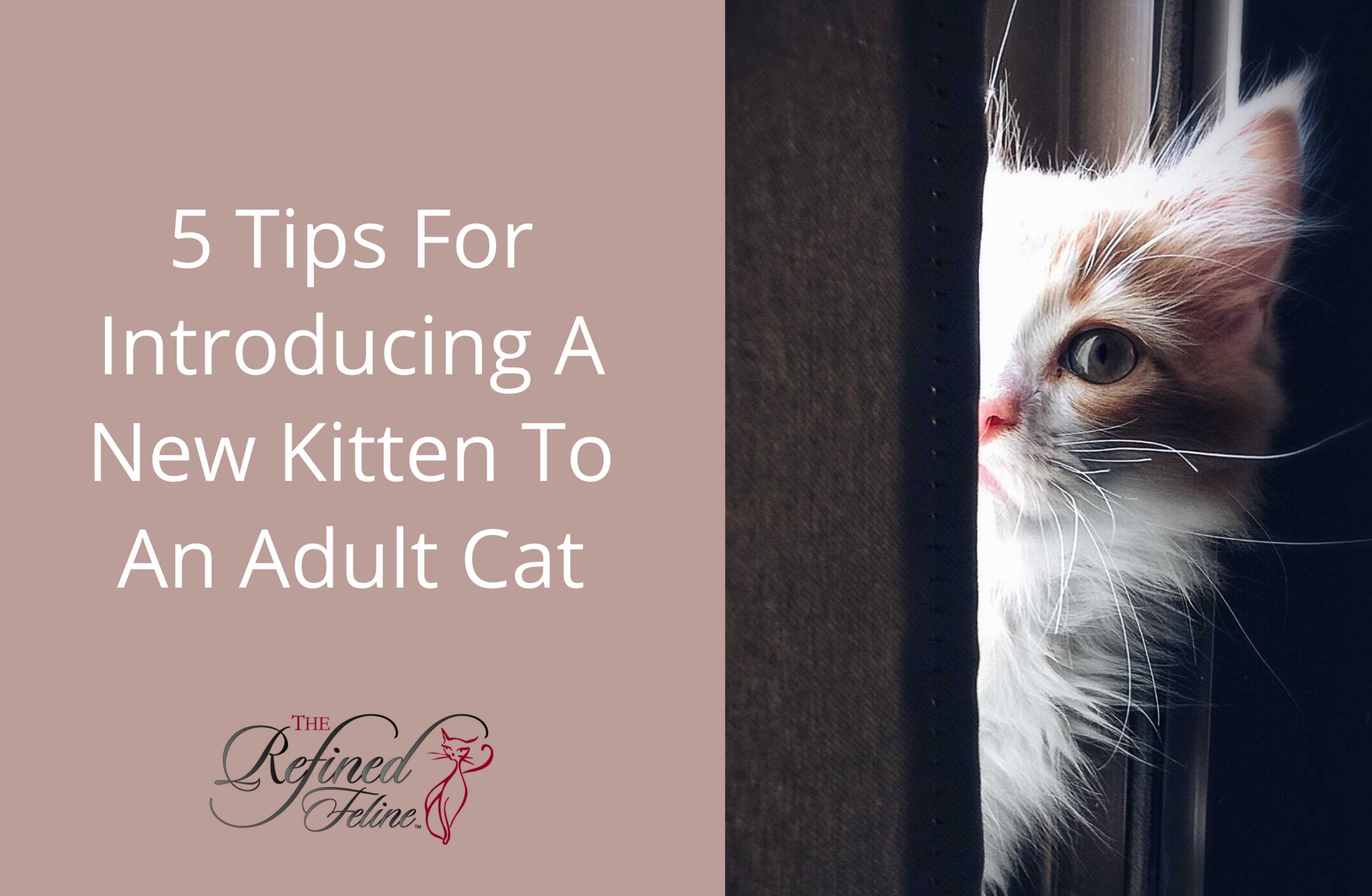 5 Tips for Introducing a New Kitten to an Adult Cat The Refined Feline