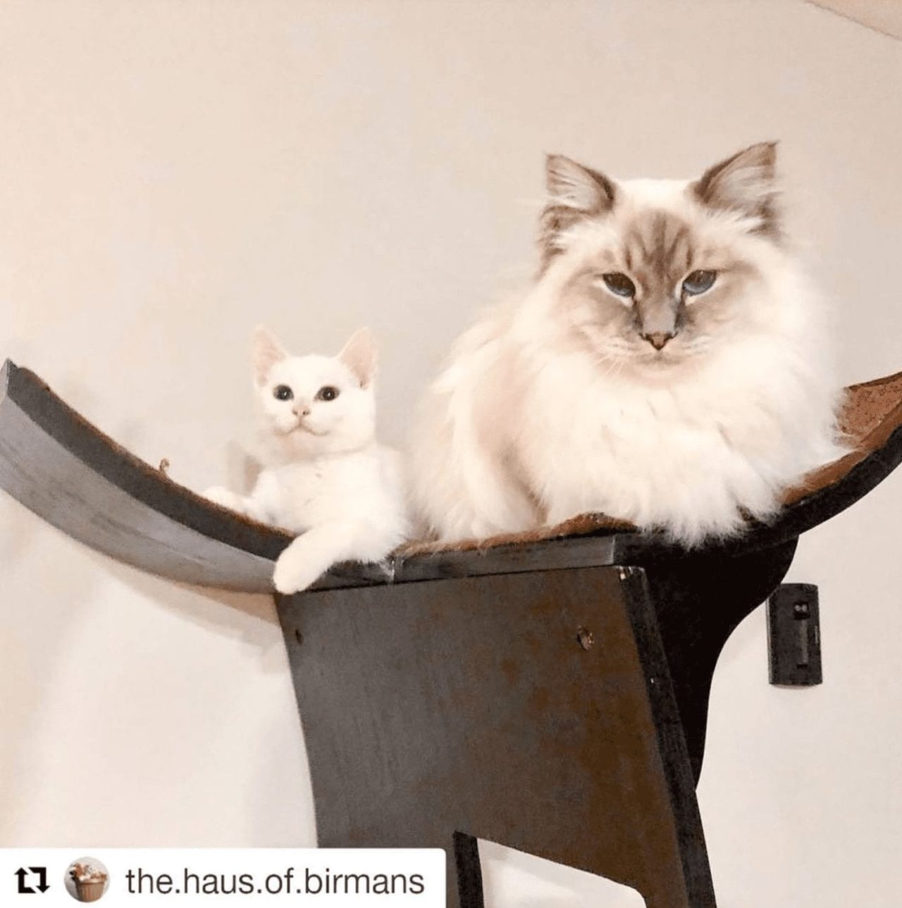 View of 5 Tips for Introducing a New Kitten to an Adult Cat | The Refined Feline