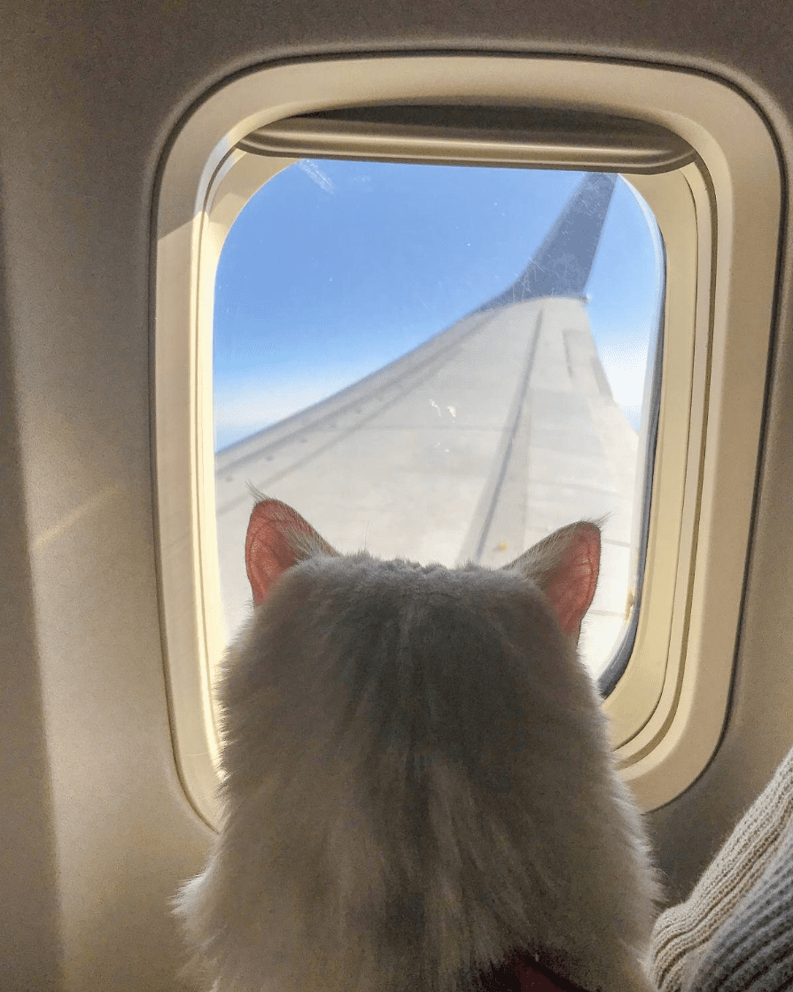 cat on plane The Refined Feline